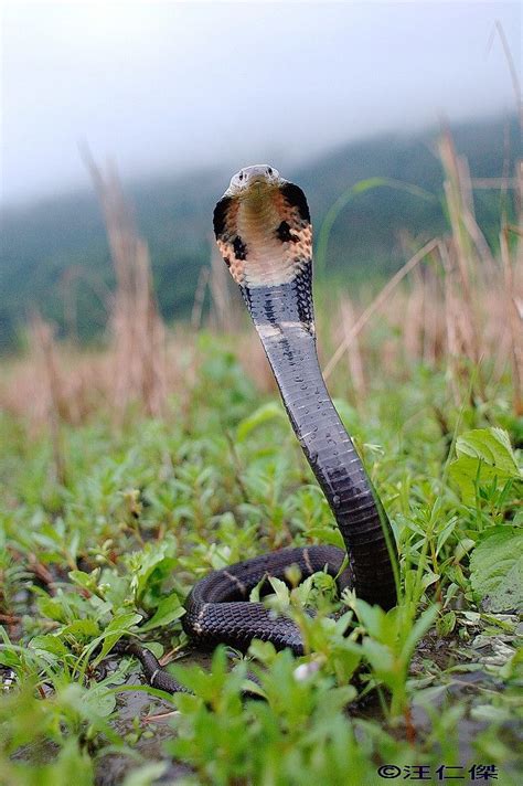 眼鏡蛇 香港